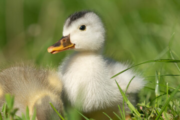 Beautiful little ducklings in a natural setting