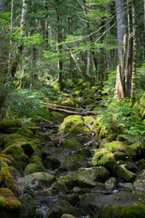 深い森の中、苔の森、白駒の池