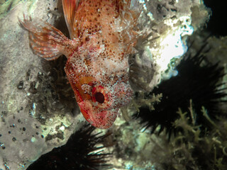 Small red scorpionfish (Scorpaena notata) in mediterranean sea, A close-up picture of the head of a red scorpionfish in underwater, Scorpaena scrofa, marine life, wildlife nature fish mediterranean.