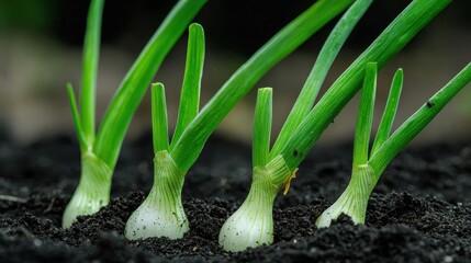 Obraz premium Close-up of three young green onions growing in a bed of black soil. the onions are starting to sprout from the soil and their leaves are long and thin.