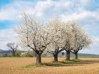 blooming cherry trees in burgenland