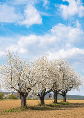 Cherry blossom in Burgenland, Austria