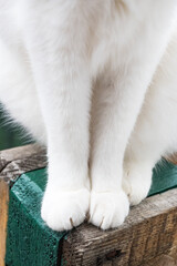 Close up of cute cat paws
