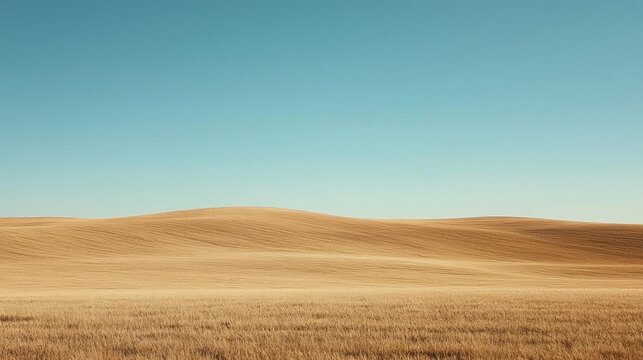 Landscape photograph of a vast open field with a clear blue sky in the background. the field is covered in a golden-brown color, with the grass appearing to be dry and barren.