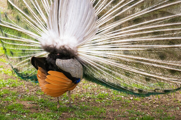 A peacock displaying its back feathers with intricate patterns and symmetry