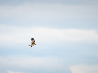 Hunting Marsh Harrier (Circus aeruginosus)