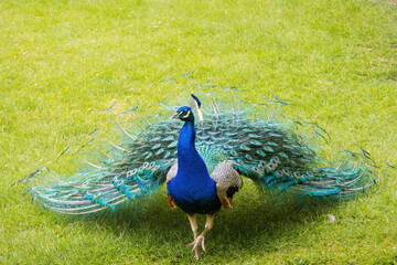 Peacock with fanned tail