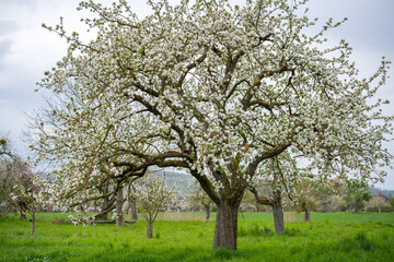 Apfelbaumblüte auf einer Streuobstwiese