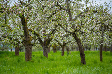 Apfelbaumblüte auf einer Streuobstwiese