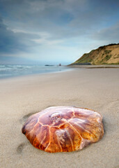 a big picturesque red jellyfisch on the beach near the sea
