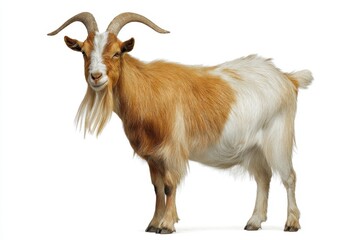 Fototapeta premium Standing goat domestic animal farm mammal