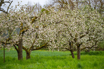 Apfelbaumblüte auf einer Streuobstwiese