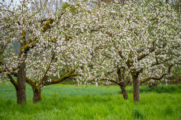 Apfelbaumblüte auf einer Streuobstwiese