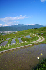姨捨の棚田　田植えシーズン