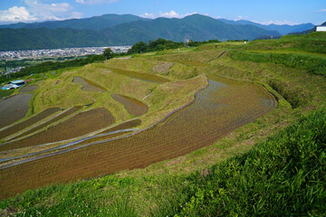姨捨の棚田　田植えシーズン