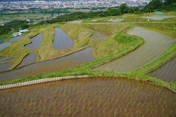 姨捨の棚田　田植えシーズン