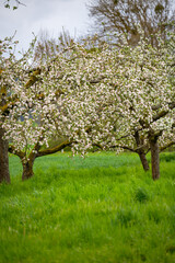Apfelbaumblüte auf einer Streuobstwiese