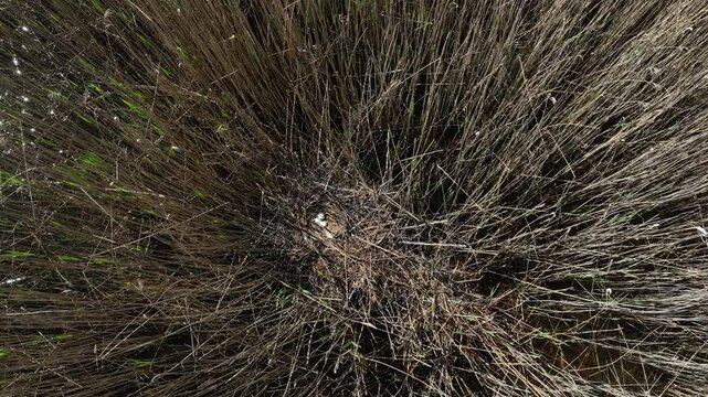 Typical nest of Western marsh harrier with three eggs. Estonia.