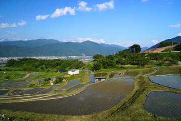 姨捨の棚田　田植えシーズン