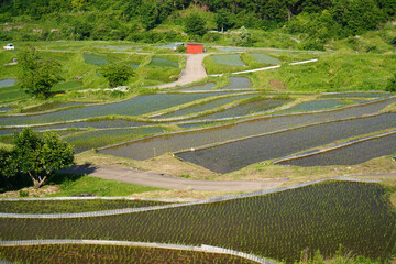 姨捨の棚田　田植えシーズン