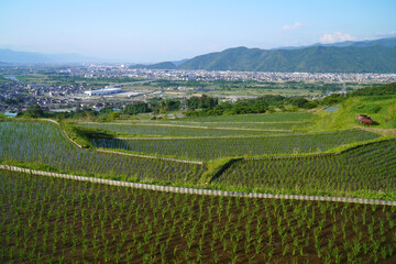 姨捨の棚田　田植えシーズン