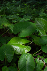 Lush green leaves thriving vibrantly under tropical sunlight, showcasing nature's abundance and intricate textures in an untouched jungle environment, evoking tranquility and wild harmony in vibrant d