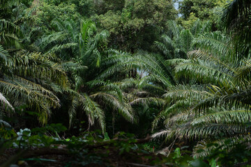 Lush tropical jungle view, dense green palms swaying gently in a vibrant ecosystem, showcasing the...
