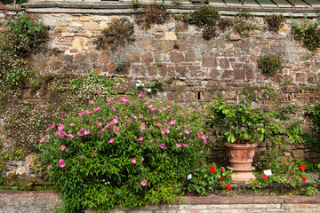 In Florence, Italy, this romantic Rose garden features an array of decorative plants that perfectly complement the roses, cultivating a serene and romantic garden atmosphere.