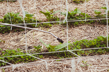 Obraz premium Farmer spaying pesticides on young common bean plantation with garden sprayer. Concept of using herbicide, insecticide for protection from disease, pests, insects, fungus, weed etc