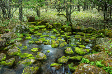 苔むした川の石