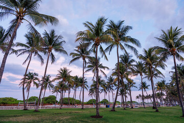 Silhouetted palm trees of Miami Beach stand tall against a vibrant sunset sky