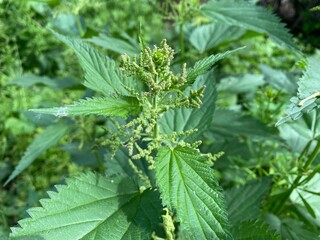 Nettles on the edge of the village. By mid-May, the nettles had grown beautifully under the spring sun. The plant had already thrown out tiny buds for flowering in early summer.