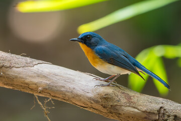 Hill Blue Flycatcher - Cyornis whitei, beautiful colored perching bird from Asian forest and woodlands, Vietnam.