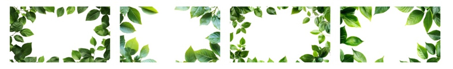 Fototapeta premium set of Fresh green leaves create a decorative border. isolated on transparent background