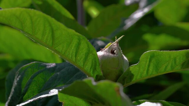 Medlar immature fruits, young (Mespilus germanica) - (4K)
