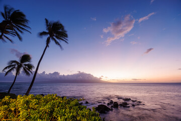 Stunning Hawaii ocean sunset with silhouettes of palm trees swaying against a vibrant sky
