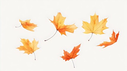 Autumns golden maple leaves, isolated on white background, scattered in gentle disarray