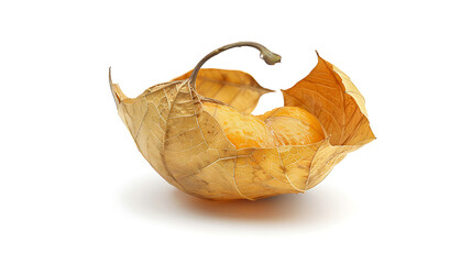 Ground Cherry with Dry Husk 