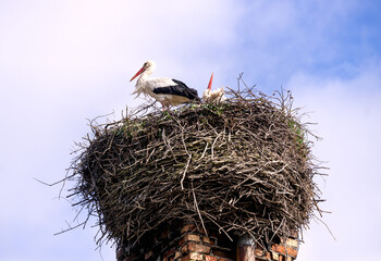 A stork's nest on an old brick chimney in early spring.