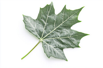 Green maple and oak leaves isolated on a white background, showcasing nature's vibrant foliage