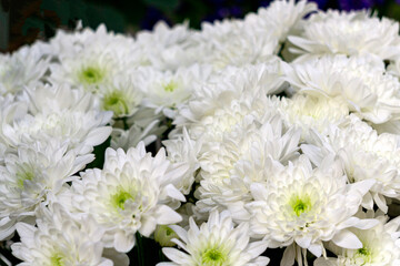 A beautiful bouquet of delicate white chrysanthemums.
