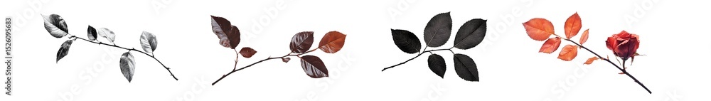 Poster set of branches with leaves and a rose in various shades. isolated on transparent background