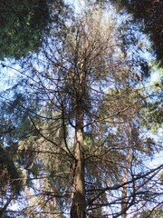 Low angle view of a tall pine tree trunk with textured bark and spreading branches, taken in a forest with sunlight filtering through the leaves. A perspective that emphasizes the beauty of nature.