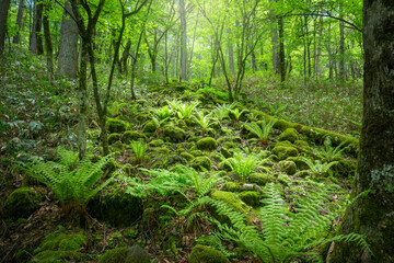 深い森の中のシダ植物