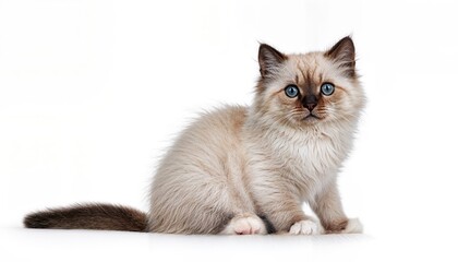 Sweet Sideways Glance Adorable BlueEyed Sacred Birman Kitten in Striking Portrait, Expressing Intense Curiosity and Engaging the Camera with a Caring Gaze.