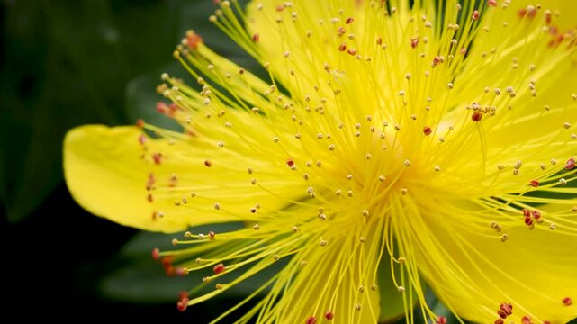 ビヨウヤナギの花
