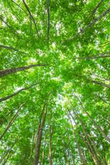 green leaves in the forest