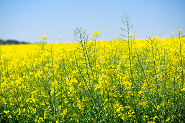 Fototapeta premium Yellow rape brassica napus L. field with blue sky background at Swiss village of Oberglatt near the airport on a sunny spring day. Photo taken May 1st, 2025, Zurich Oberglatt, Switzerland.