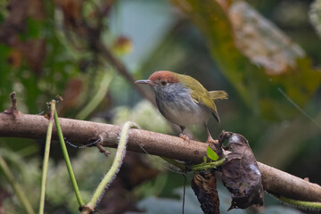dark-necked tailorbird (Orthotomus atrogularis), a songbird species, observed at Dehing Patkai in Assam, India