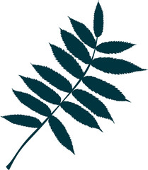 Hand-drawn rowan silhouette leaf isolated on white background. Flat line style vector illustration.